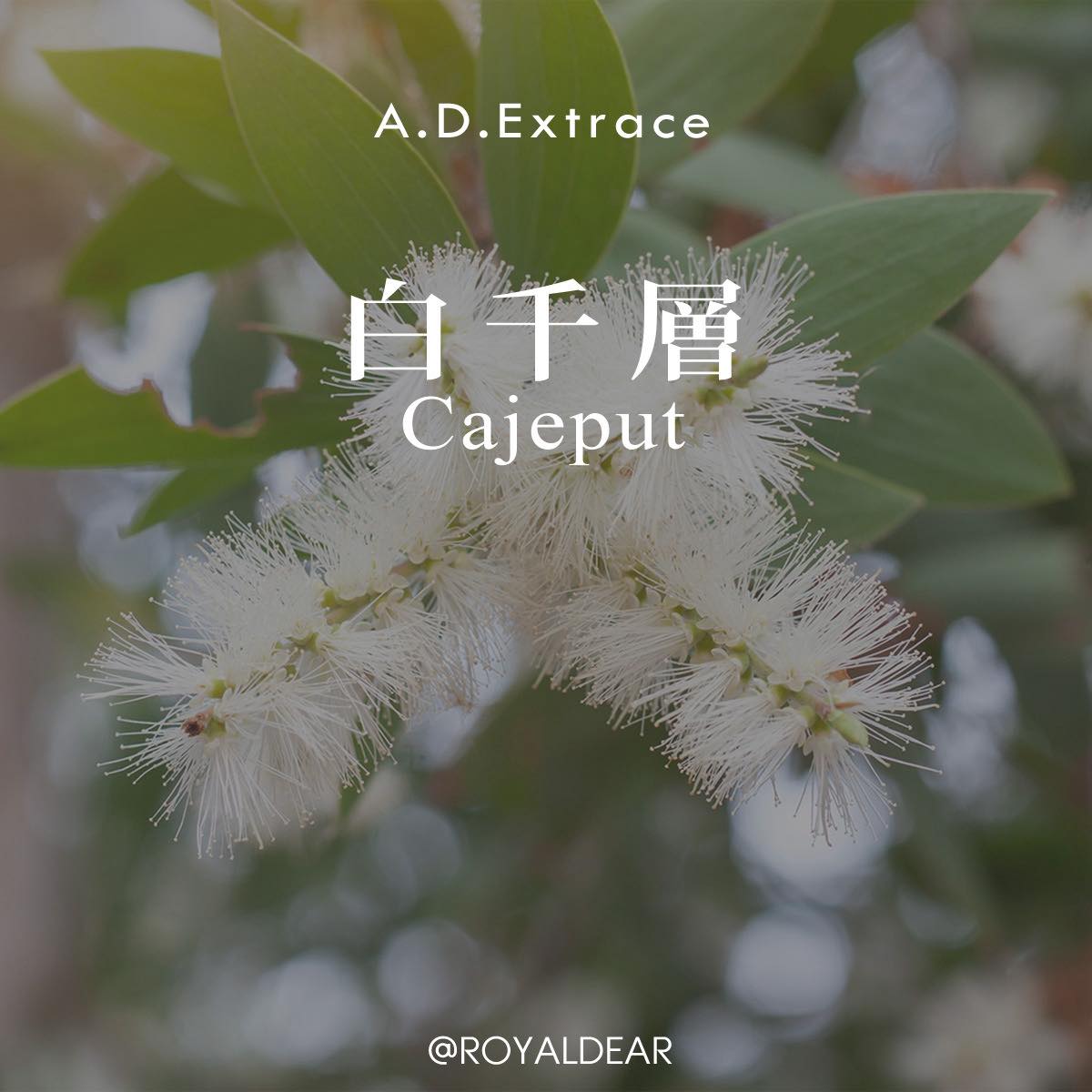 蘿亞迪化妝品 - 今日精油特選分享-「白千層」🌸 ️對應脈輪：喉輪 🌲 白千層（學名：Melaleuca... | Facebook