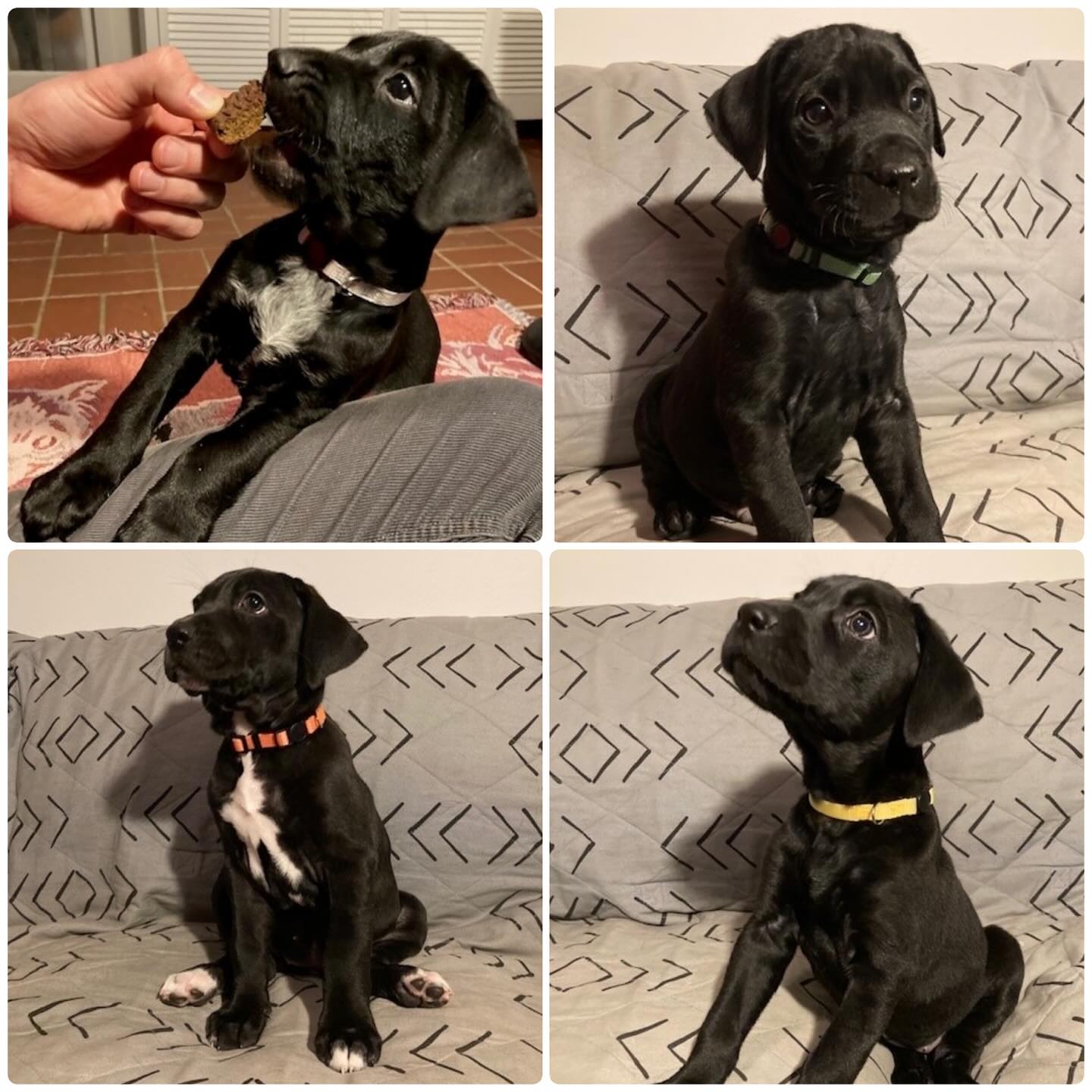 Cincinnati Lab Rescue