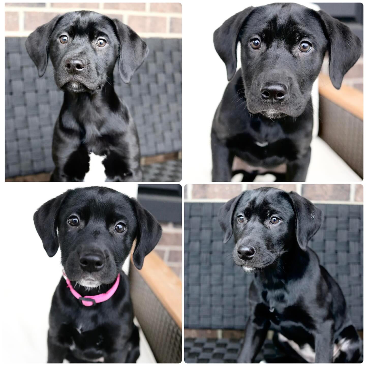Cincinnati Lab Rescue
