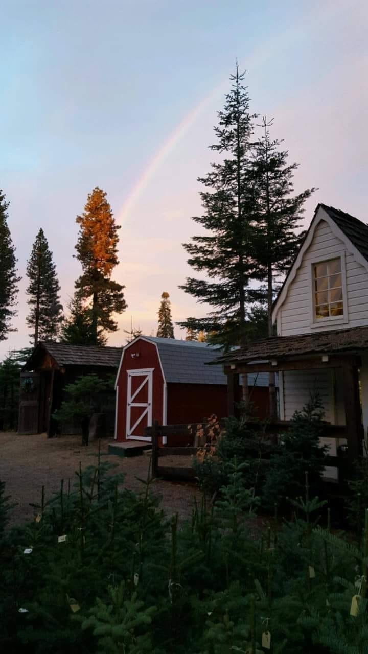 Roberts Christmas Tree Farm | Pollock Pines CA