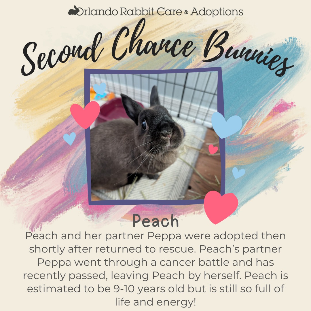 Orlando Rabbit Care & Adoptions | Longwood FL