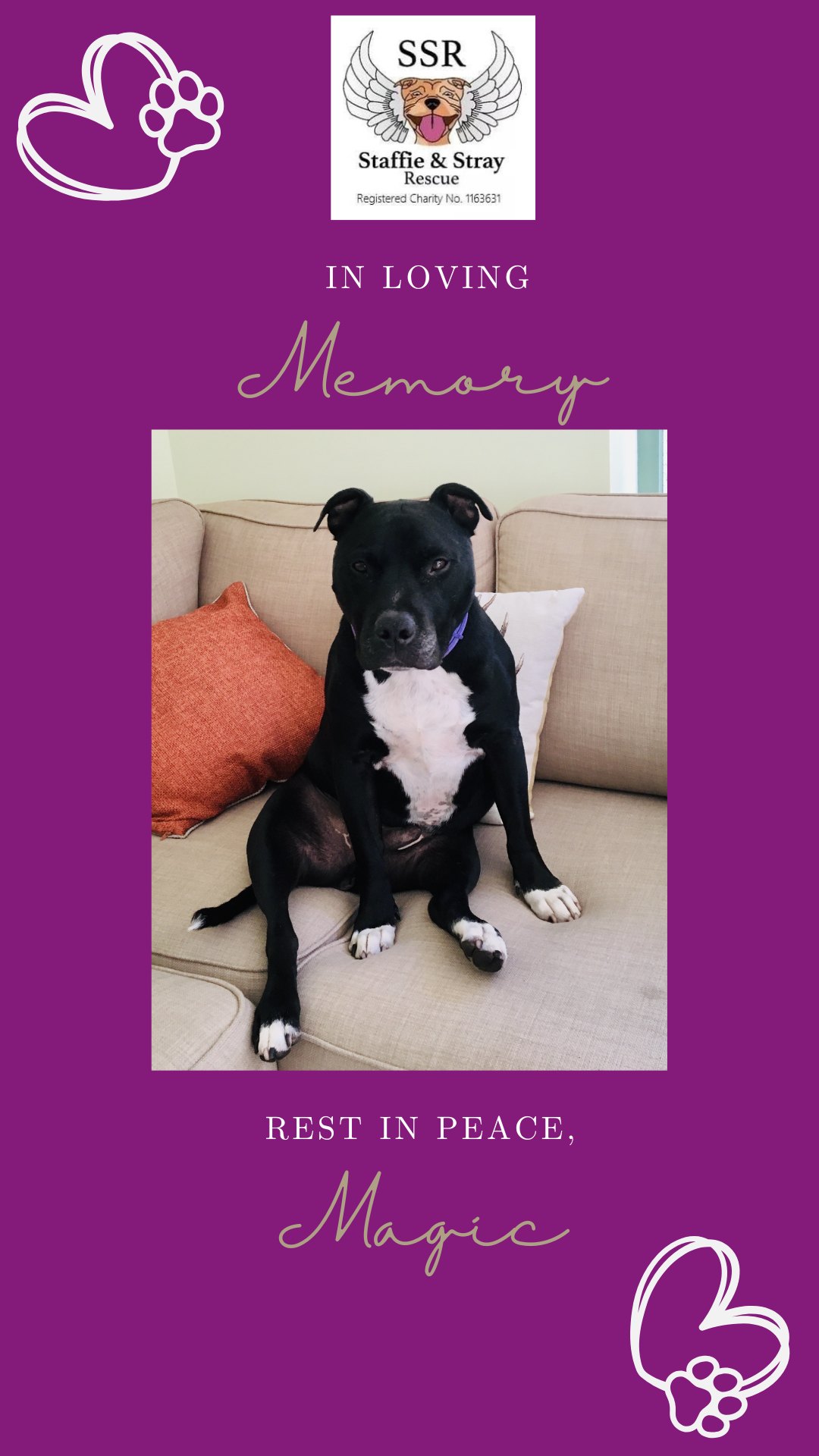 Staffie - Today we recieved the sad news that Magic, who was adopted ...