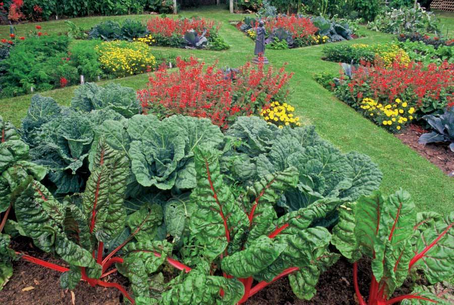 How to Design Edible Garden: Transform Your Outdoor Space