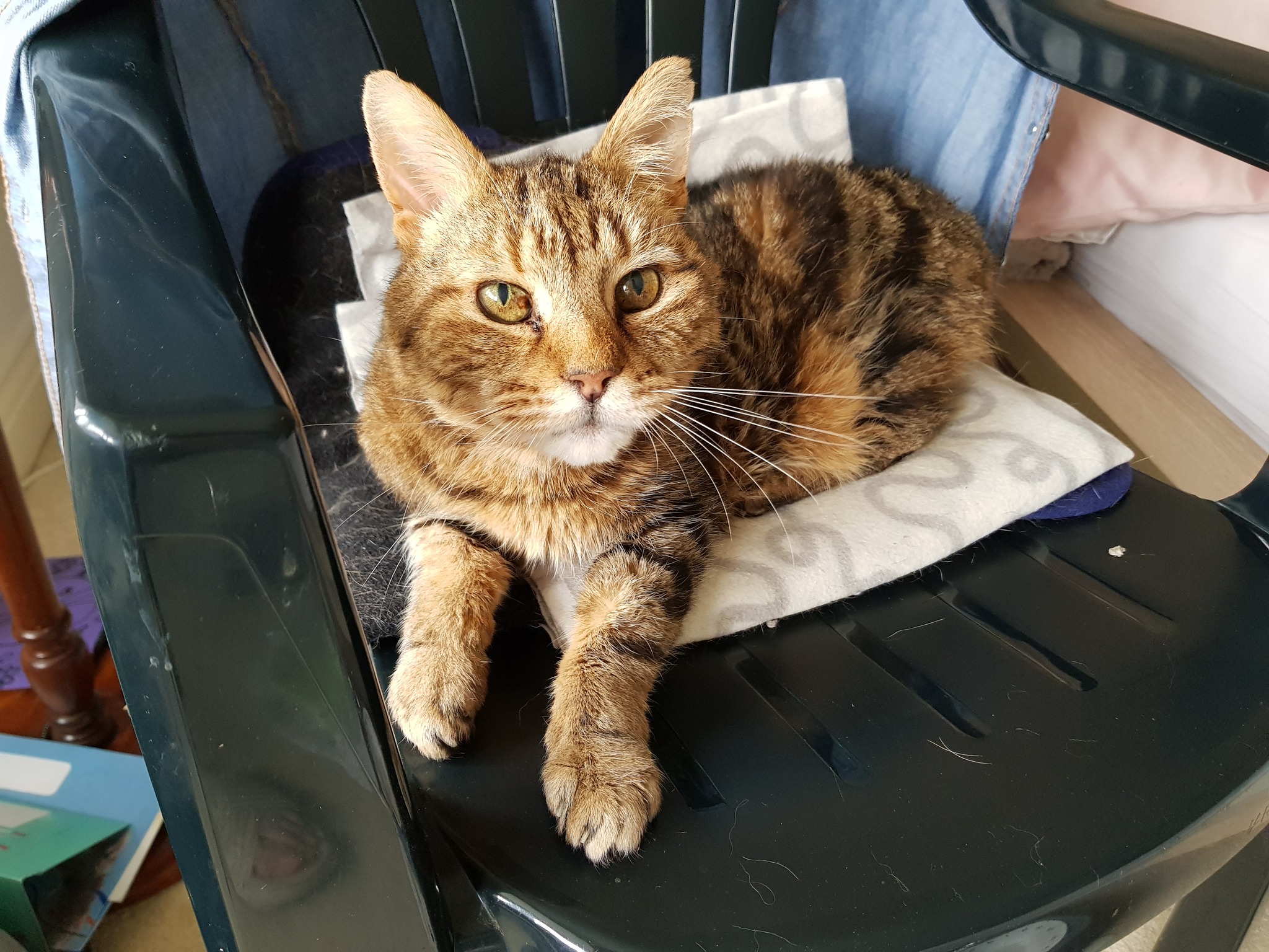Twilight Cats - UPDATE: NOW FOUND! We have just received... | Facebook