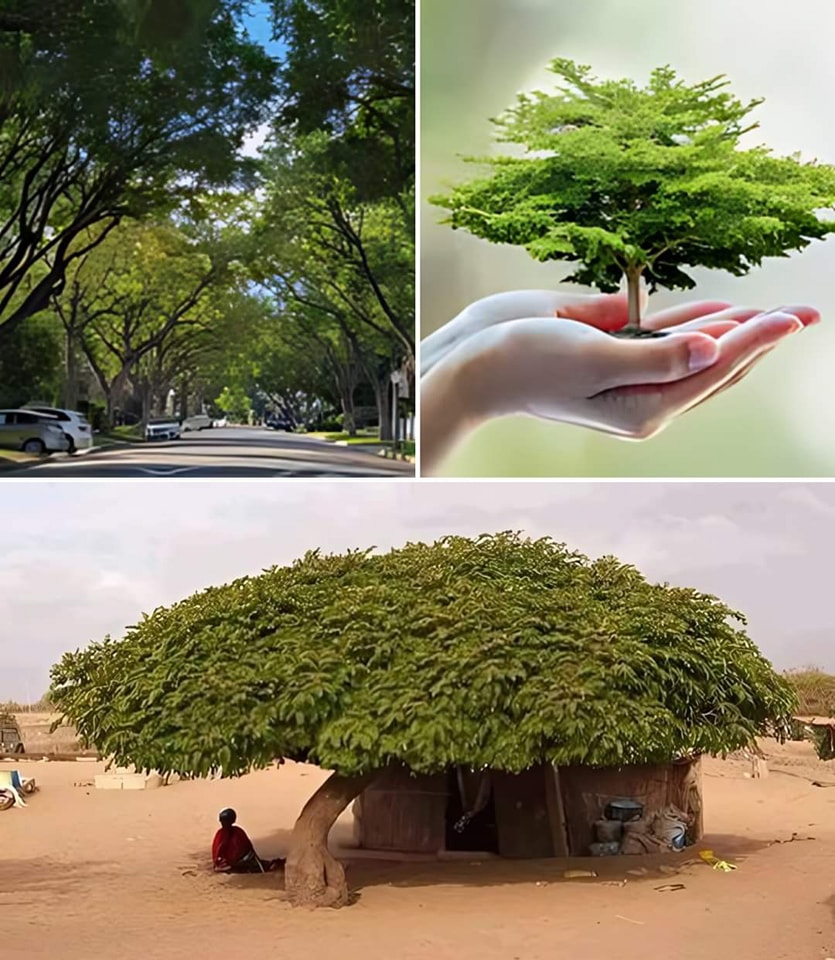 Mathea's - Trees provide immense value to our environment, well-being ...