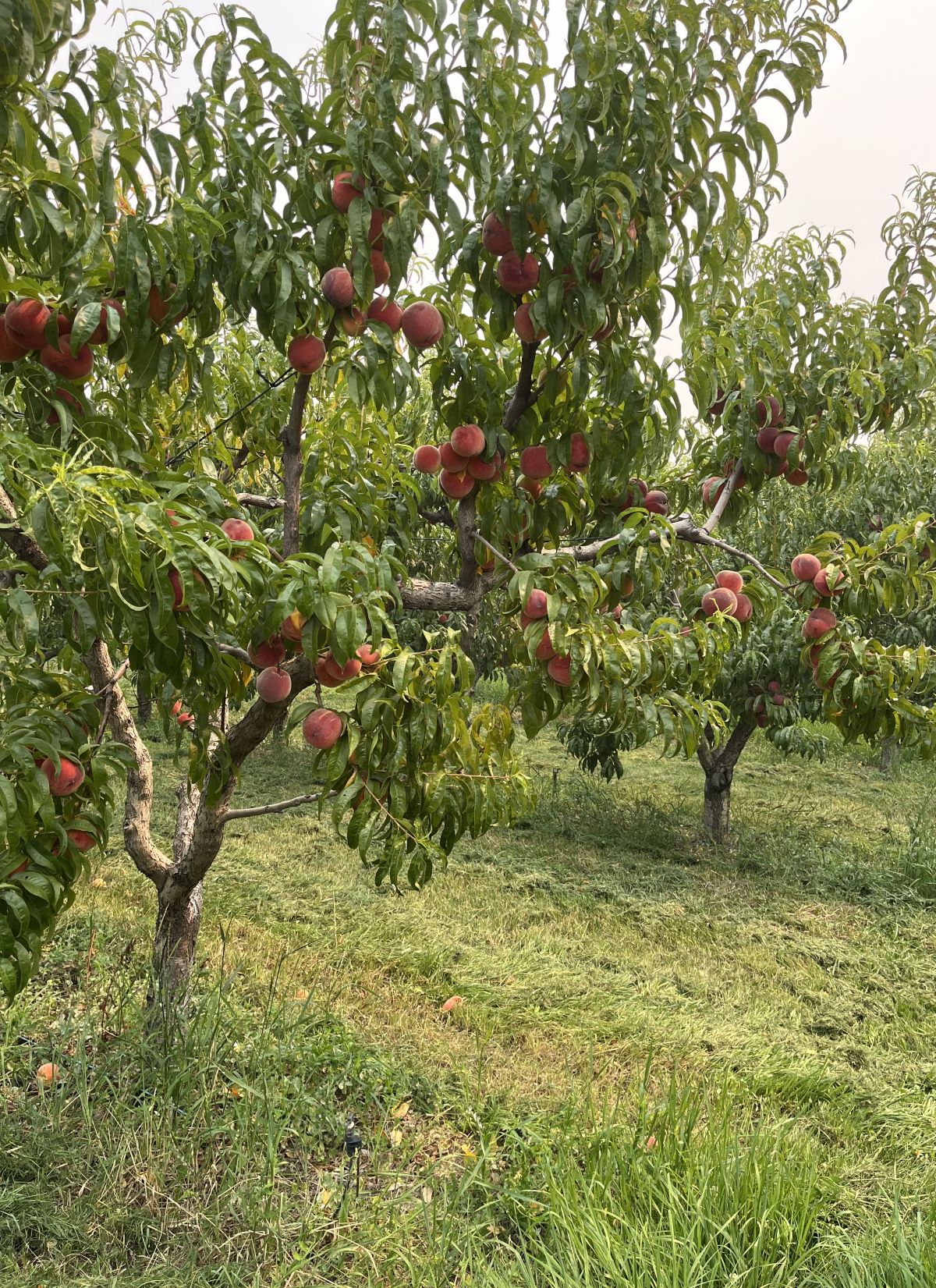 果樹 StanTheMan Stutzman Ranch | Wenatchee WA