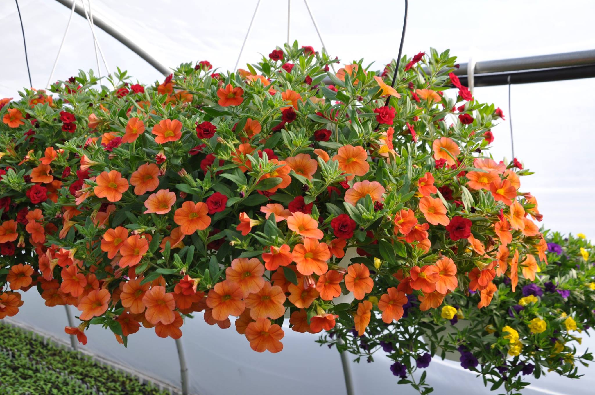 Darling & Sons Farms and Greenhouses Home
