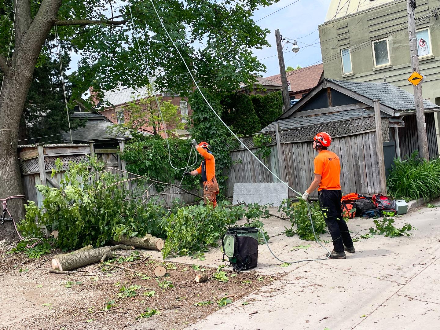 Vista Tree Management | Toronto ON