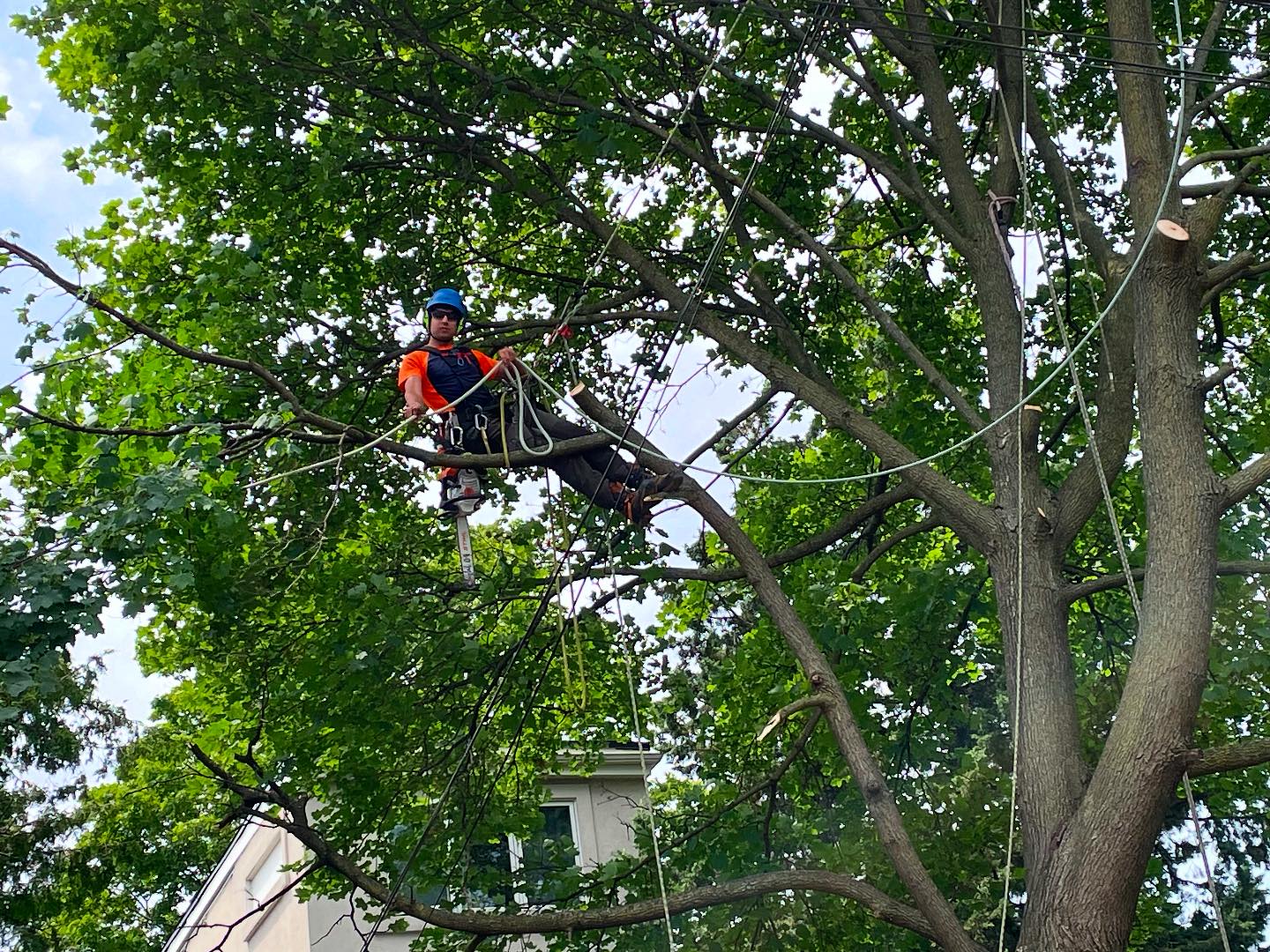 Vista Tree Management | Toronto ON