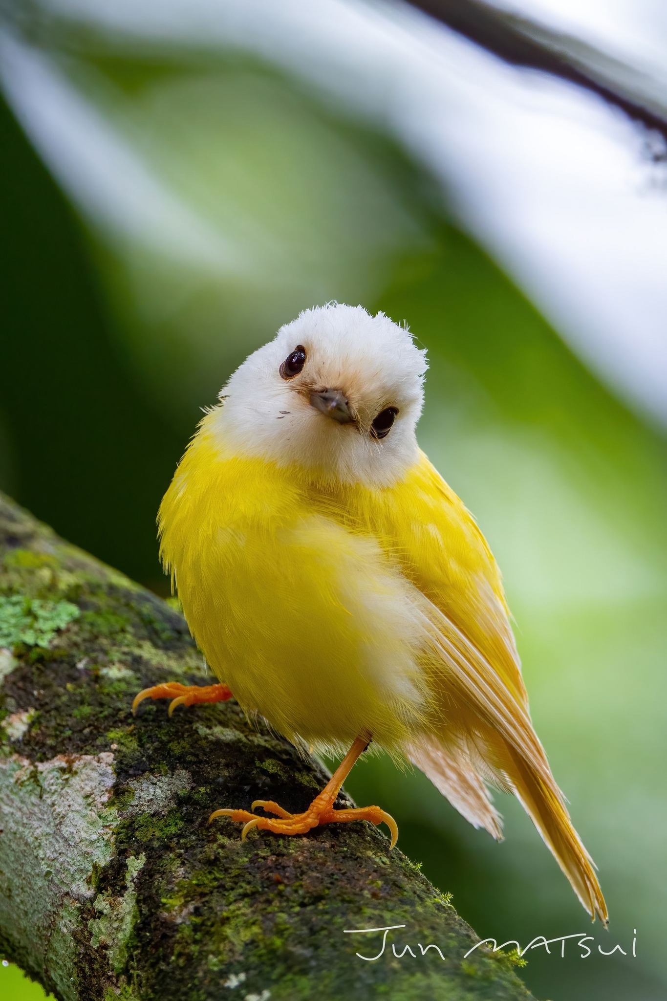 鳥 と 小動物 の 病院 リトル バード