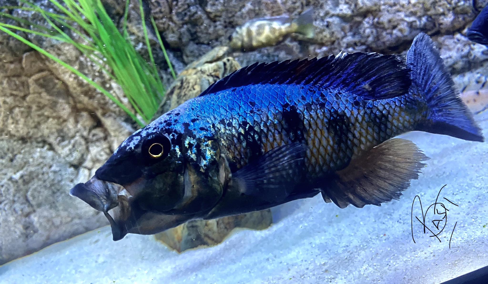 Basit Cichlids