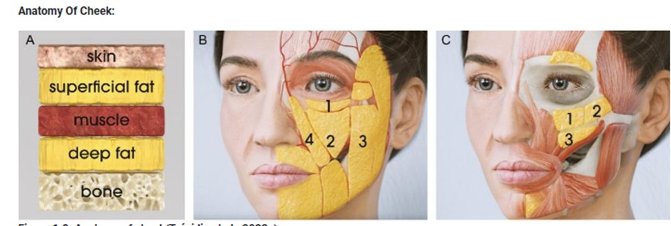 ABT School - Clinical Anatomy of the Cheek: The cheek is...