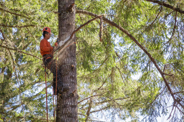 Buchanan Tree Expert LLC | Northampton PA