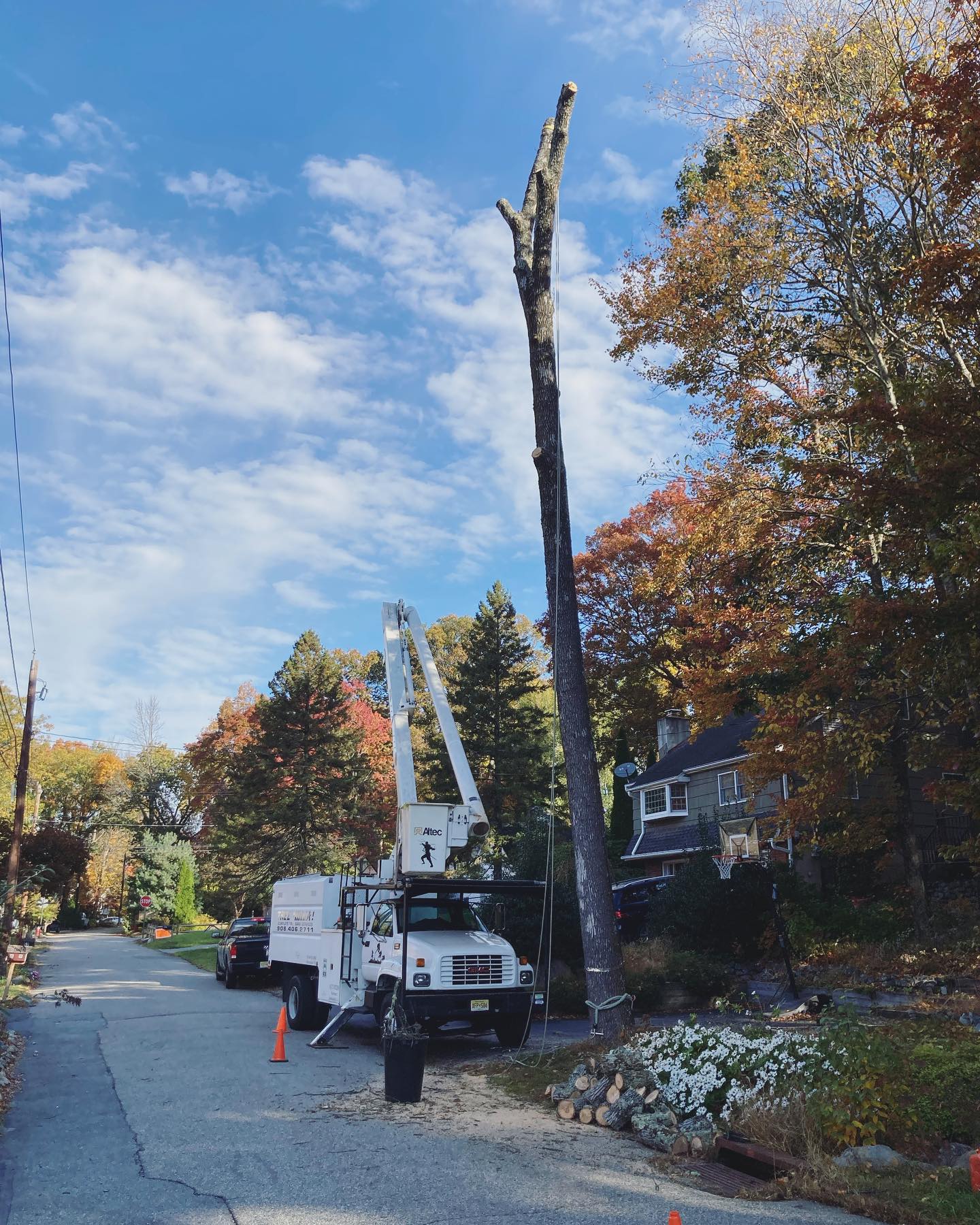 Tree Ninja | Wanaque NJ