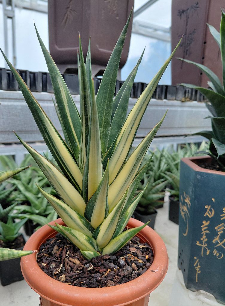 サンスベリア Sansevieria Black Pearl Variegated Black pearl  Sansevieria Black pearl Variegated