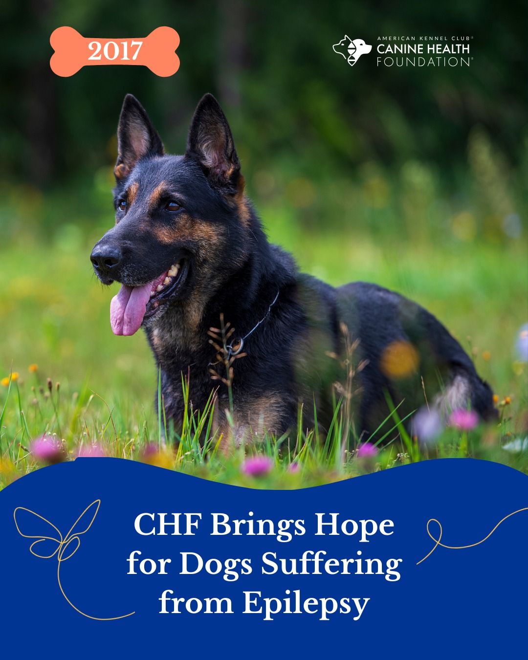 Picture of AKC Canine Health Foundation - 𝗖𝗛𝗙 𝗕𝗿𝗶𝗻𝗴𝘀 𝗙𝗼𝗰𝘂𝘀 𝗪𝗵𝗲𝗿𝗲 𝗶𝘁'𝘀 𝗡𝗲𝗲𝗱𝗲𝗱 𝗠𝗼𝘀𝘁 ...