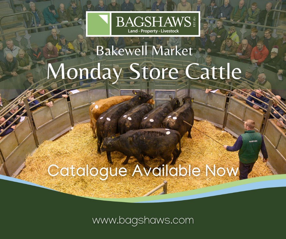 Bagshaws - 🐮BAKEWELL STORE CATTLE - 11am 📆Monday 24TH March 2025 1 Cow ...