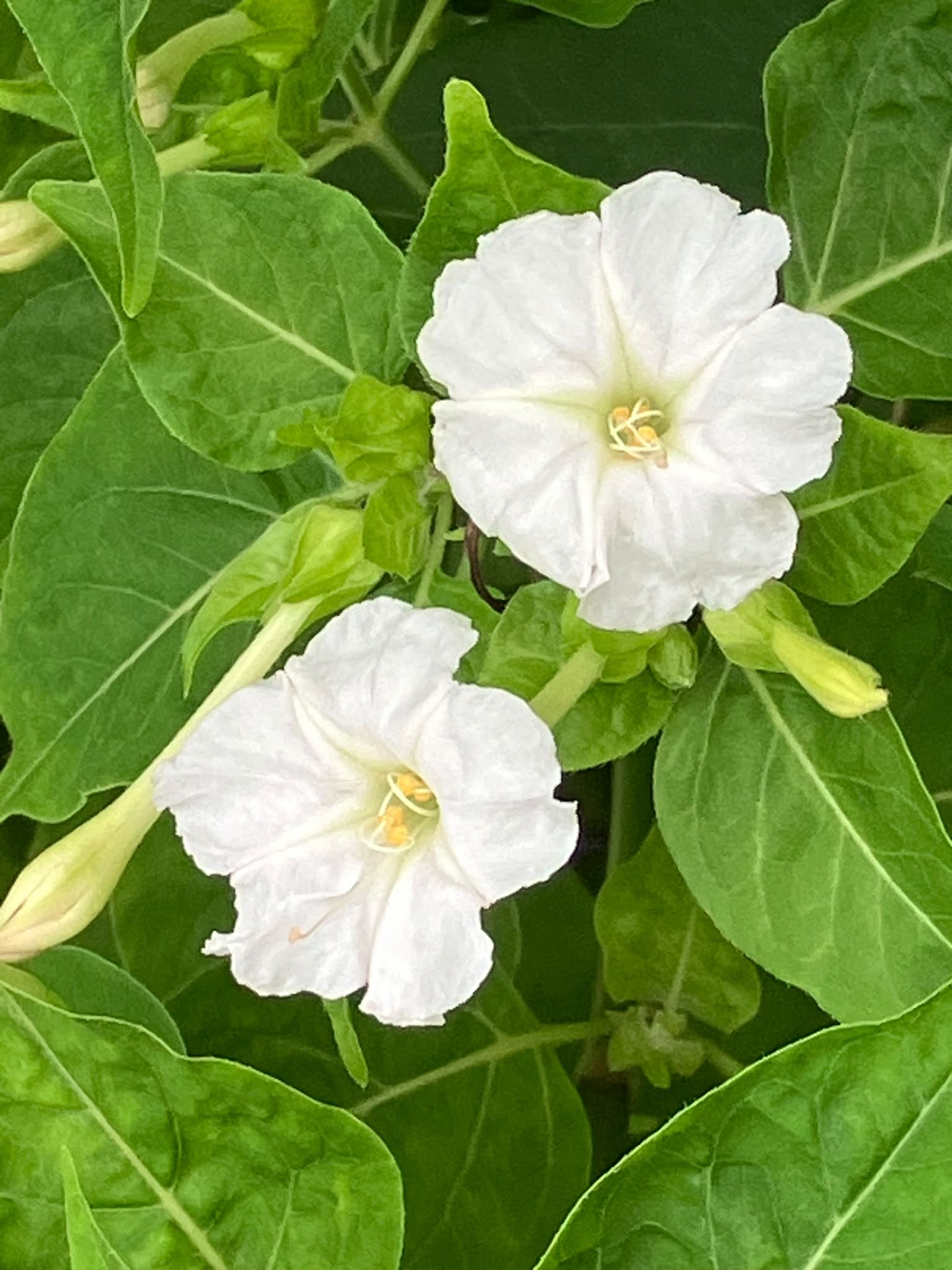 皆さん:お早う御座います🙇‍♂ 菜の花 （なのはな） 別名:花菜（はなな