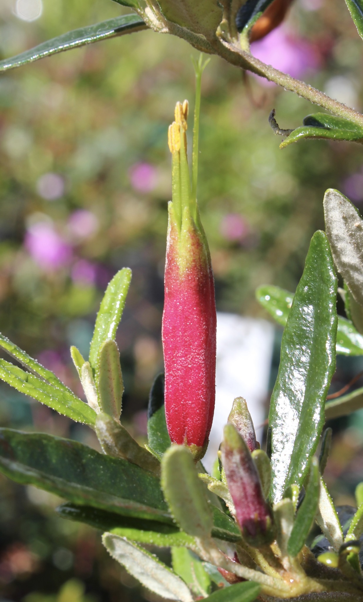 Oldina Nursery | Oldina TAS
