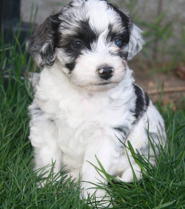 Ruff N Tumble Mini... - Ruff N Tumble Mini Aussie Doodles