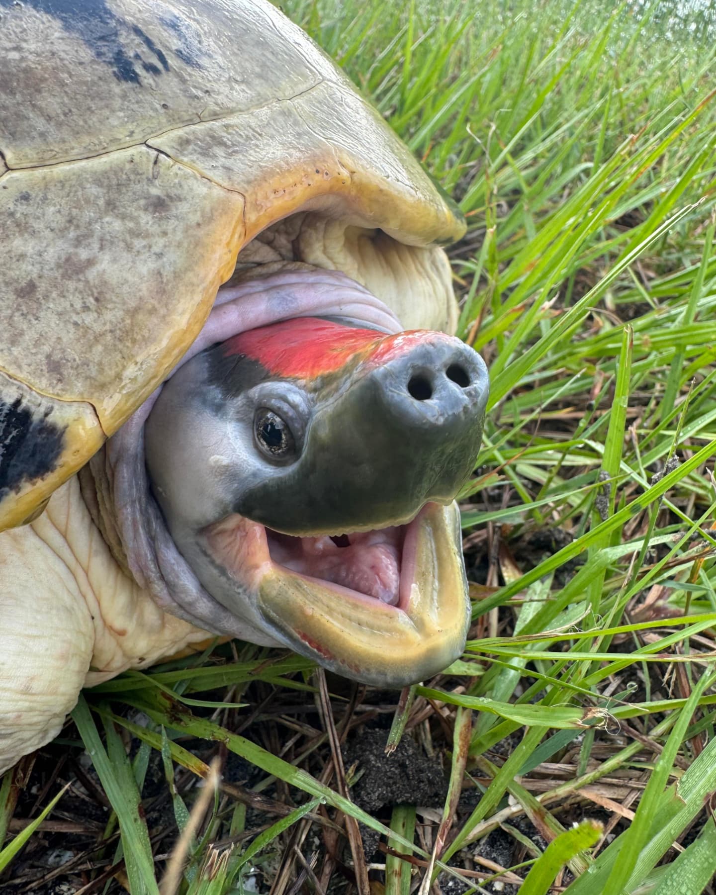 The Reptile - Look at that smile! ️ Painted terrapin (Batagur ...