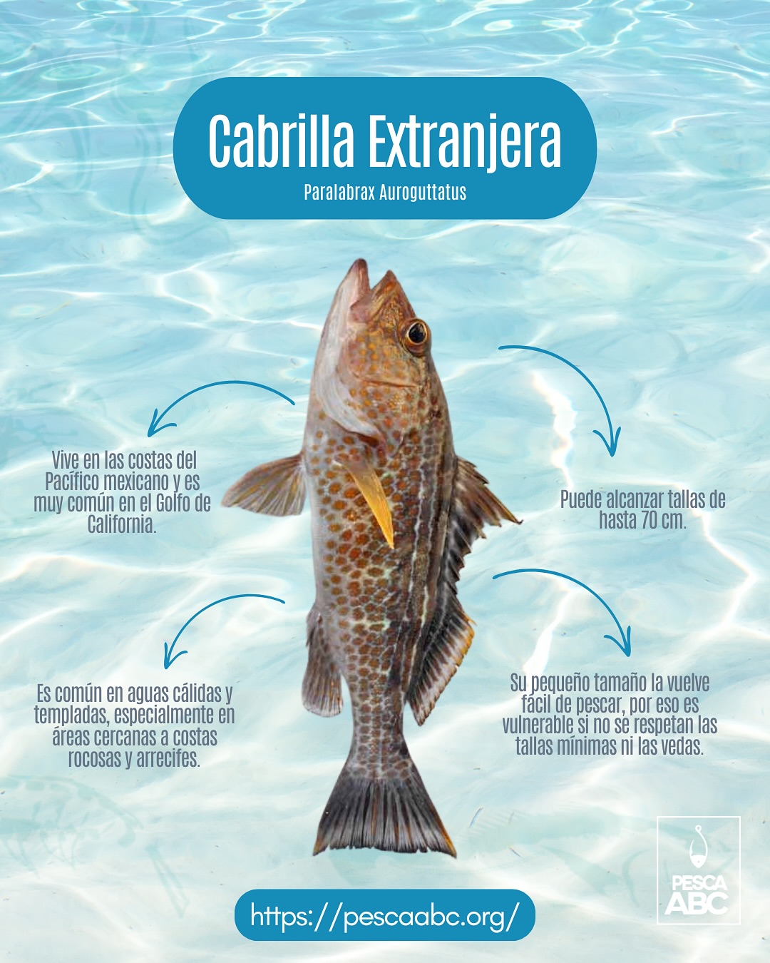Pesca ABC - ¿Ya conoces a la cabrilla extranjera? Aunque... | Facebook
