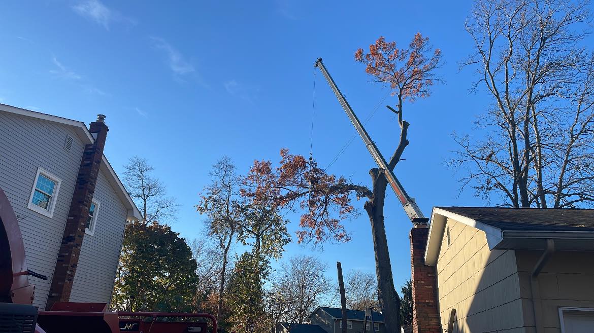 Charlie's Tree Service | Bordentown NJ