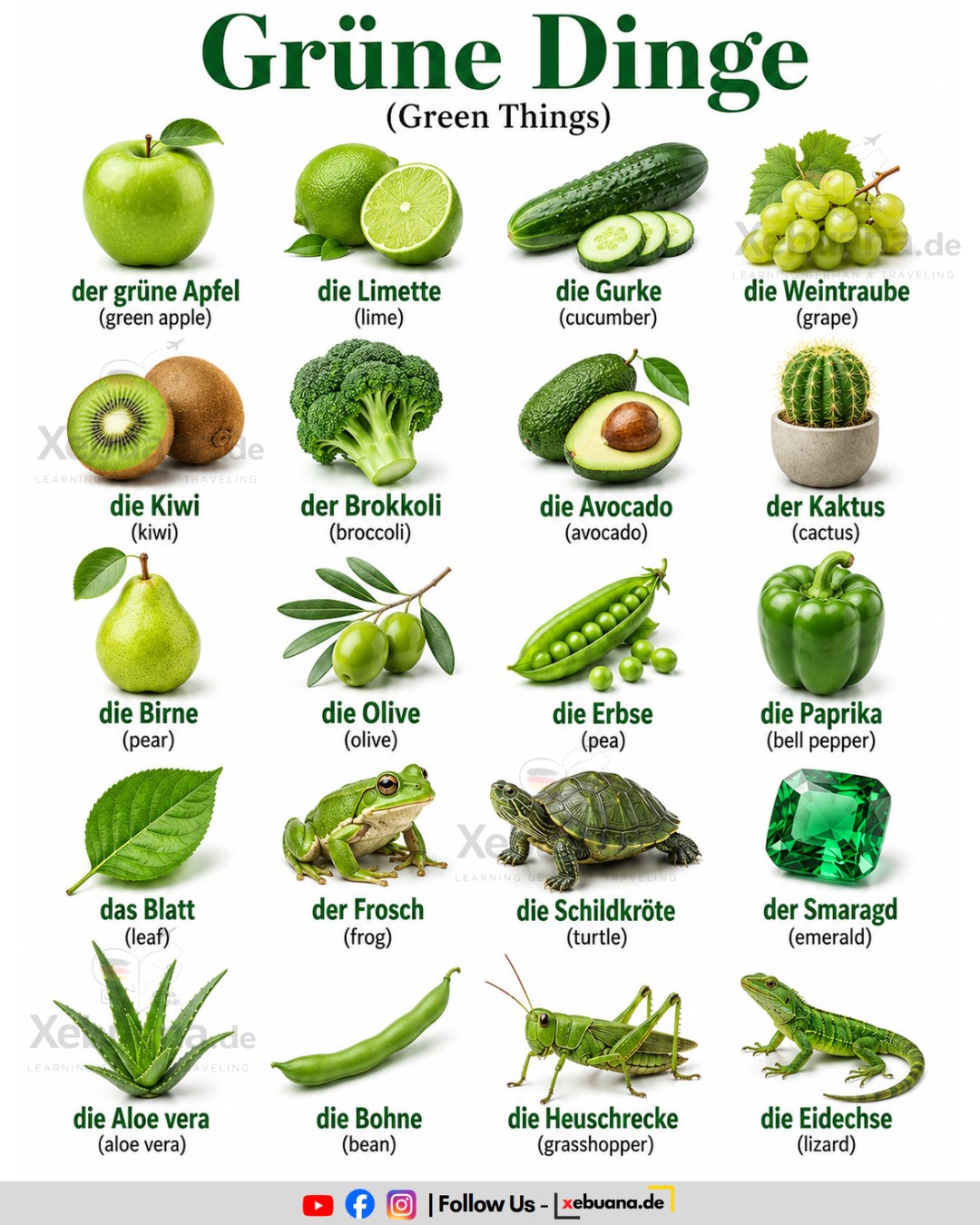 Grüne Dinge (Green Things) 📘 Short Explanation These words are useful for describing objects, food, plants, and animals by color. Very important: When grün comes before a noun, it changes its ending