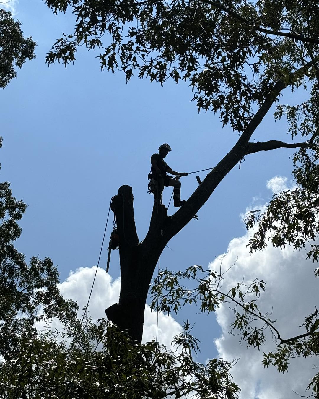 Ultimate Tree Service | Greenville NC
