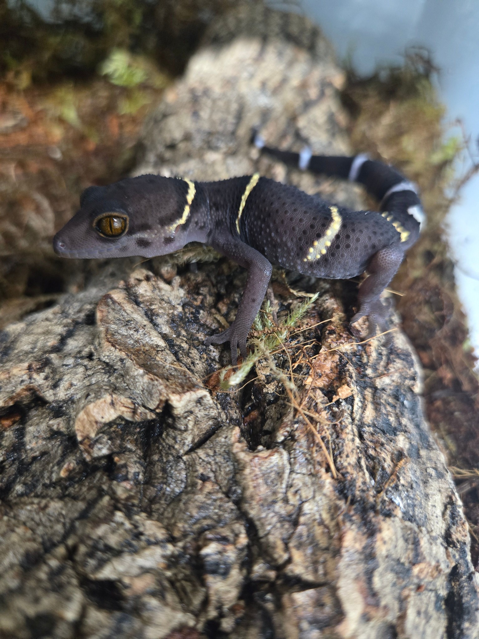 Josh's - 🦎🌍 Meet the Chinese Cave Gecko – A True Master of the Dark! 🌑 ...
