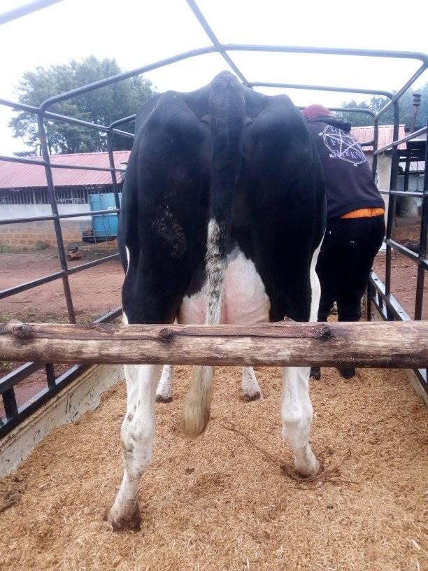 Kitale Junior Dairy Farm
