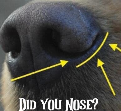Curated visual reference: Can Dogs Inhale Organdy Reference: Texas I Never Knew This Ever Noticed Those Slits At