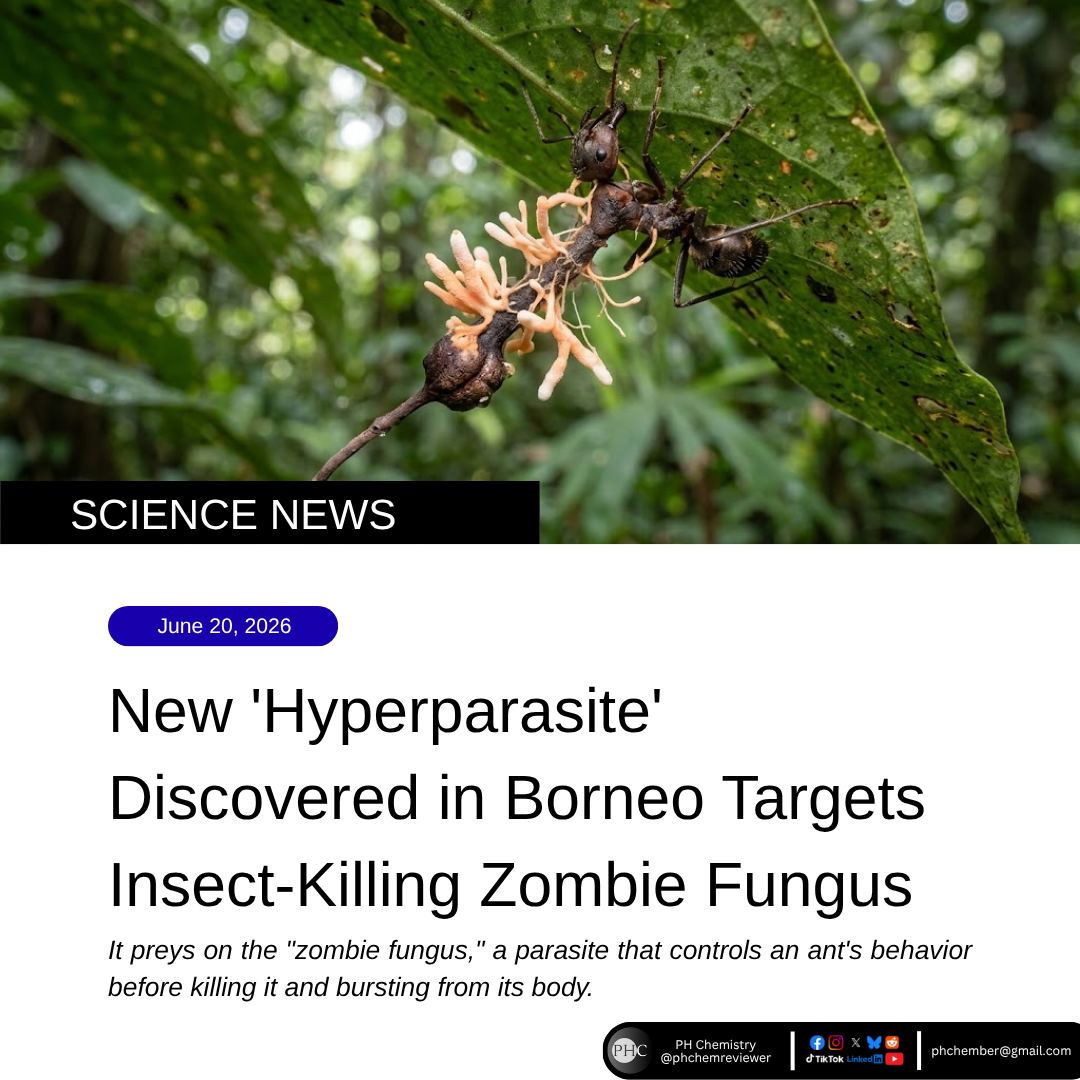 A newly identified species of fungus attacks the famous “zombie