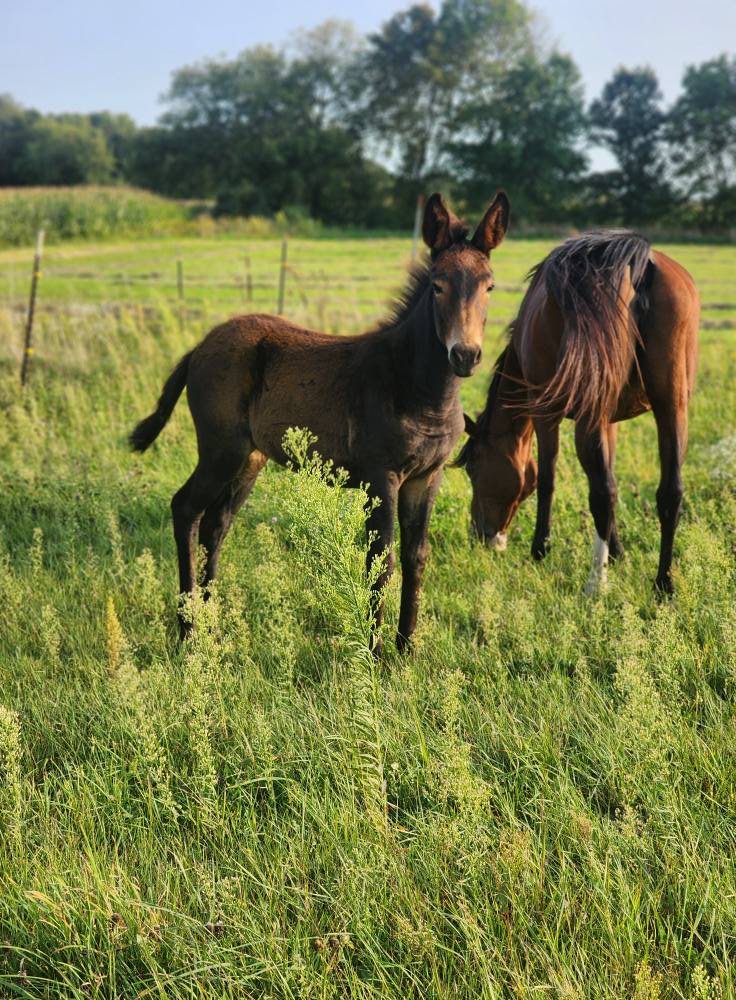 Revolution Ranch LLC | Milltown WI
