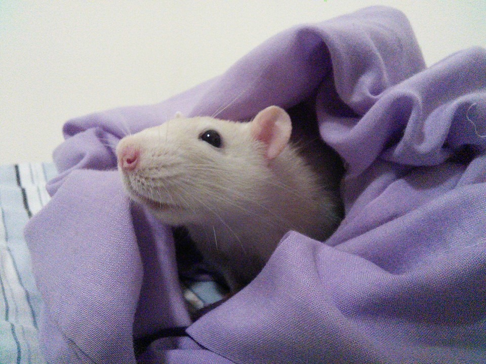 The many faces of Craig. ♥ - The Rat Retreat, Inc. | Facebook