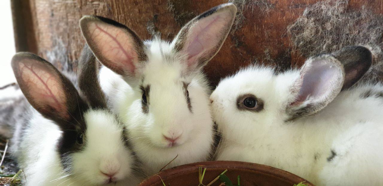 Arnab_Rabbit - Anak - Arnab Rabbit untuk dilepaskan... | Facebook