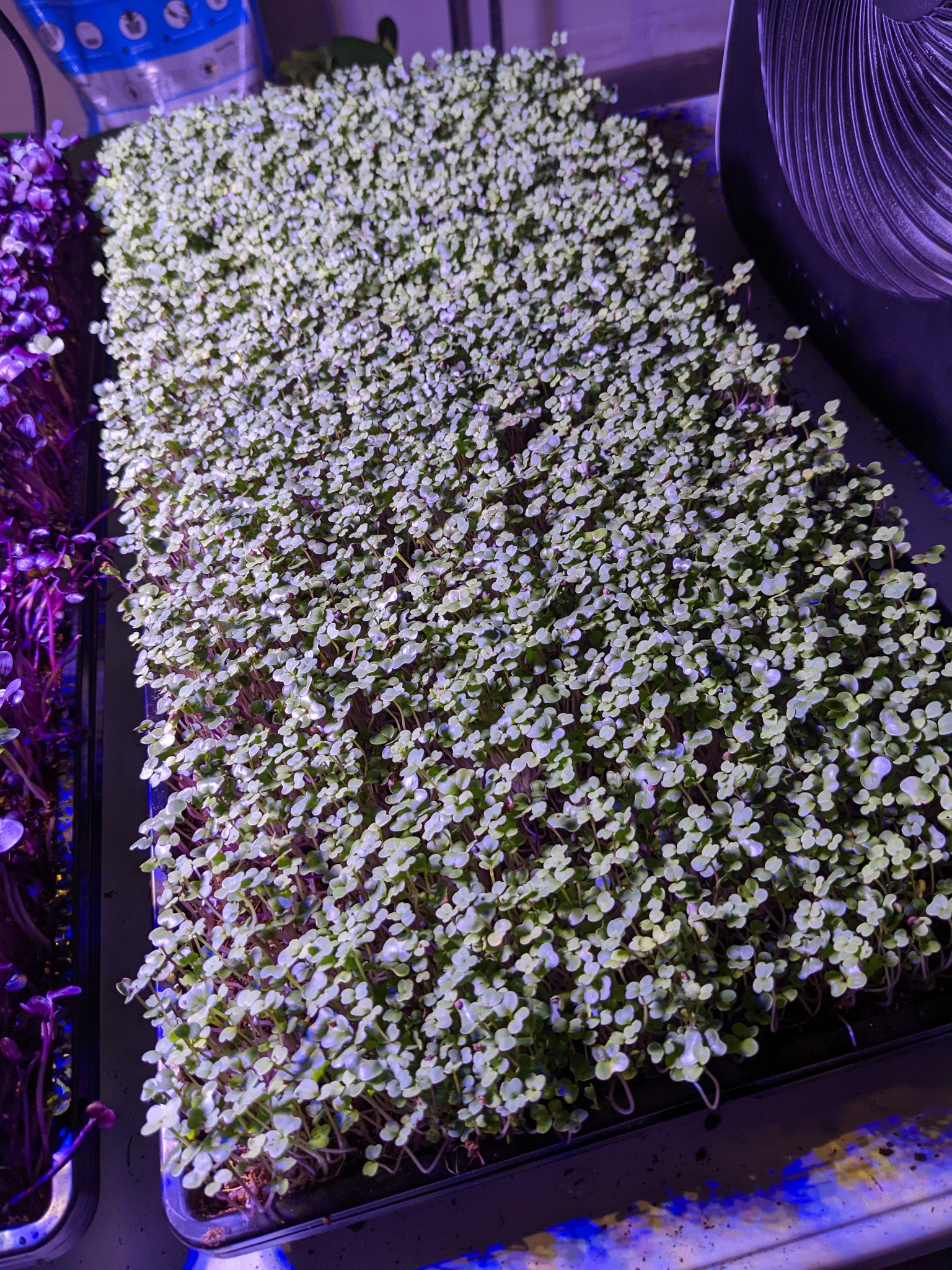 NWI Microgreens | Mishawaka IN
