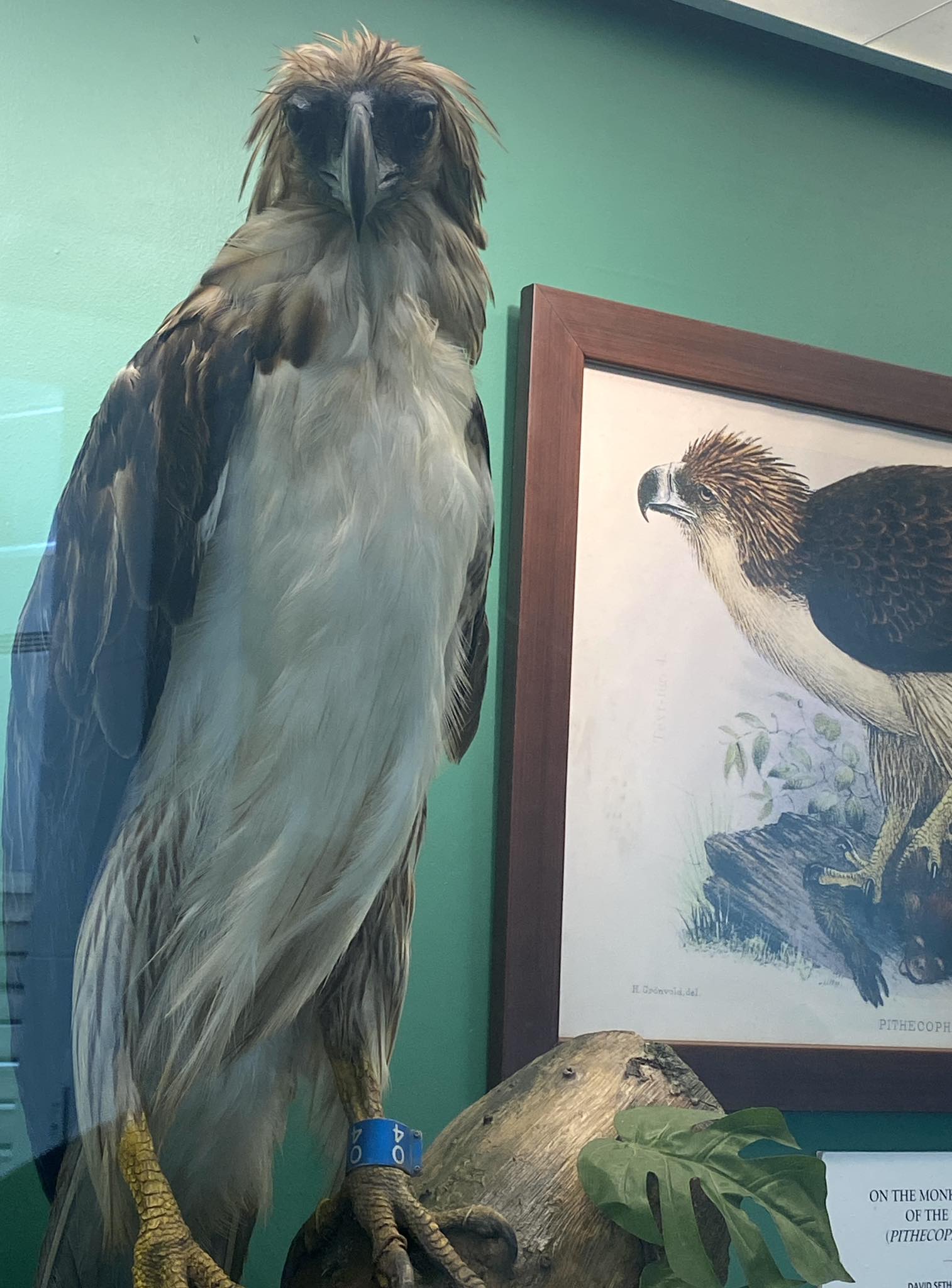 Museum - Tinuy-an “Tinuy-an” is a female Philippine Eagle (Pithecophaga ...