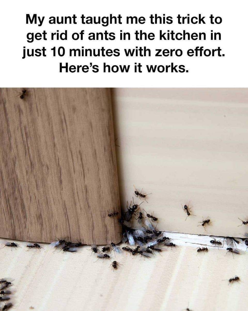 How to Get Rid of Ants from the Kitchen: Proven Tips