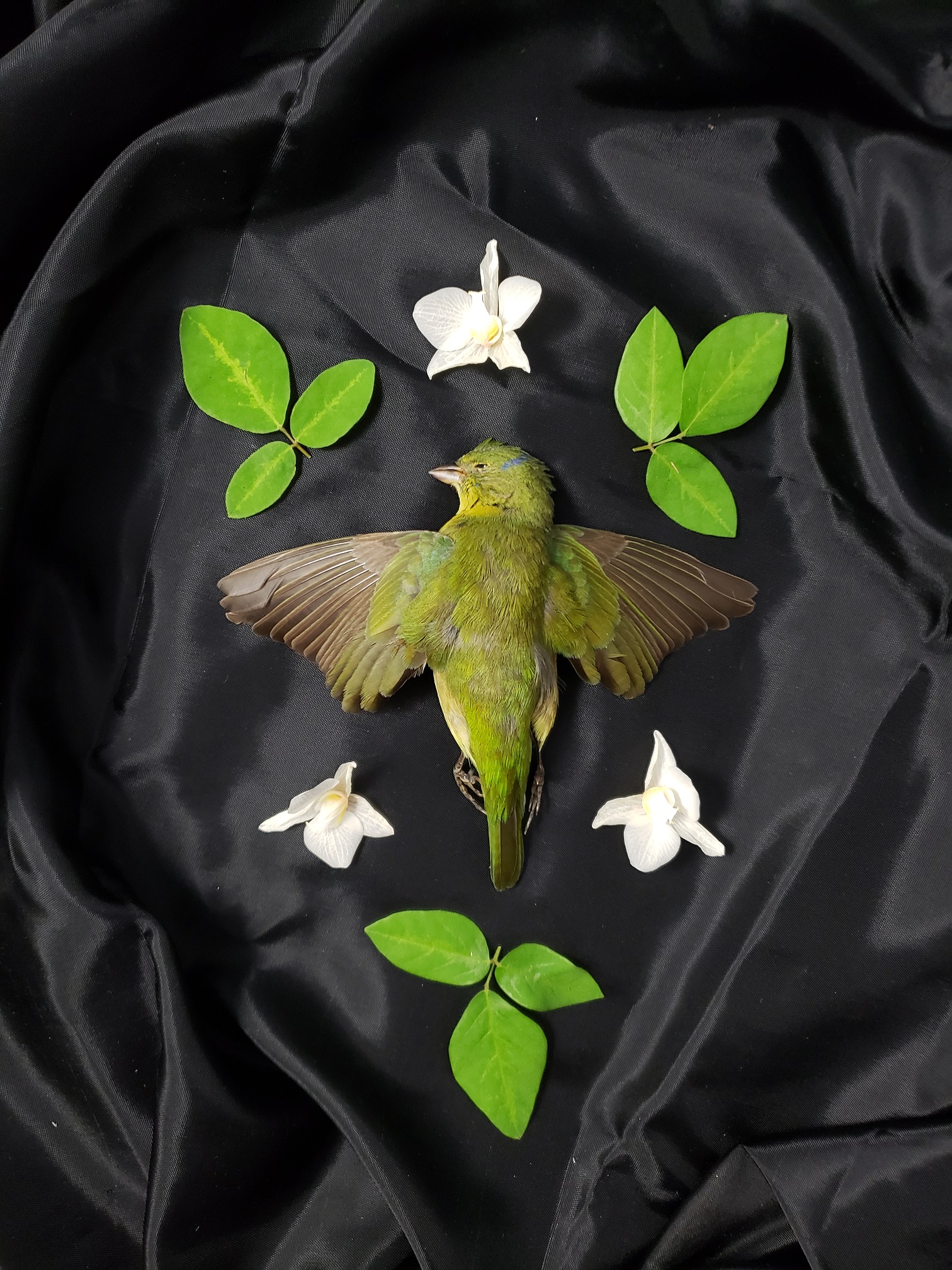 Judith Simonds - Artist