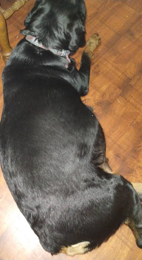 County K Rottweilers