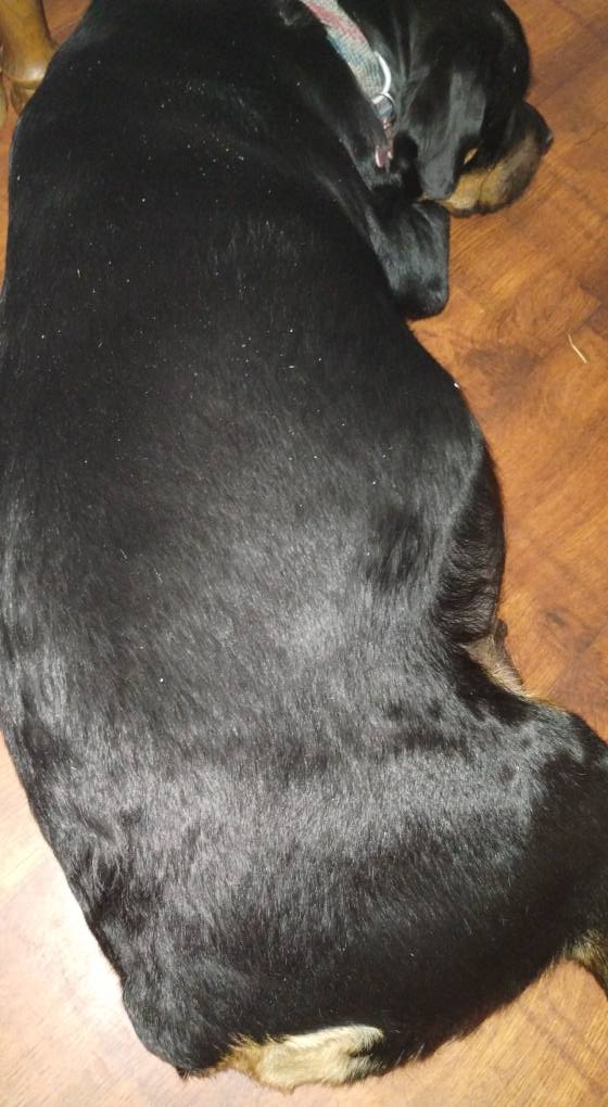 County K Rottweilers