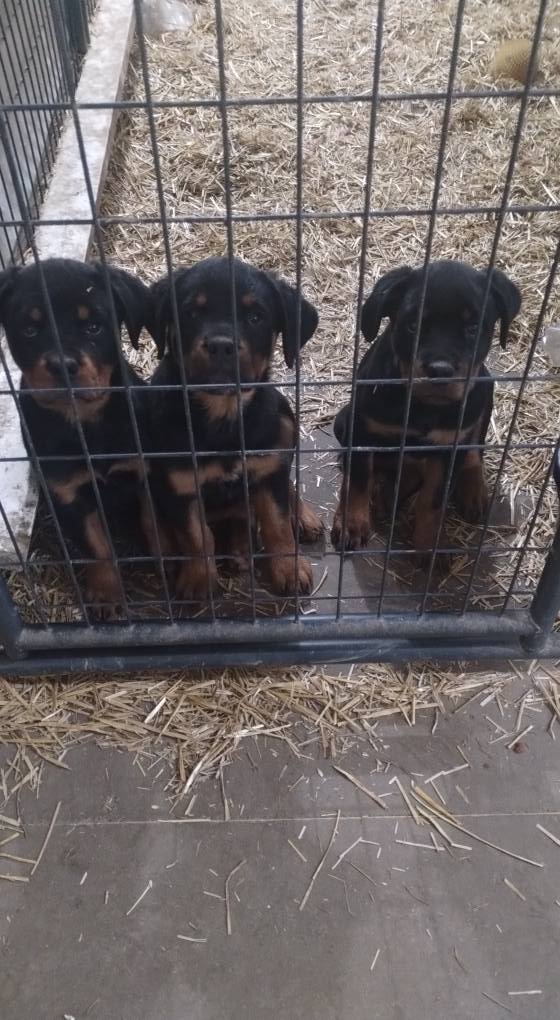 County K Rottweilers