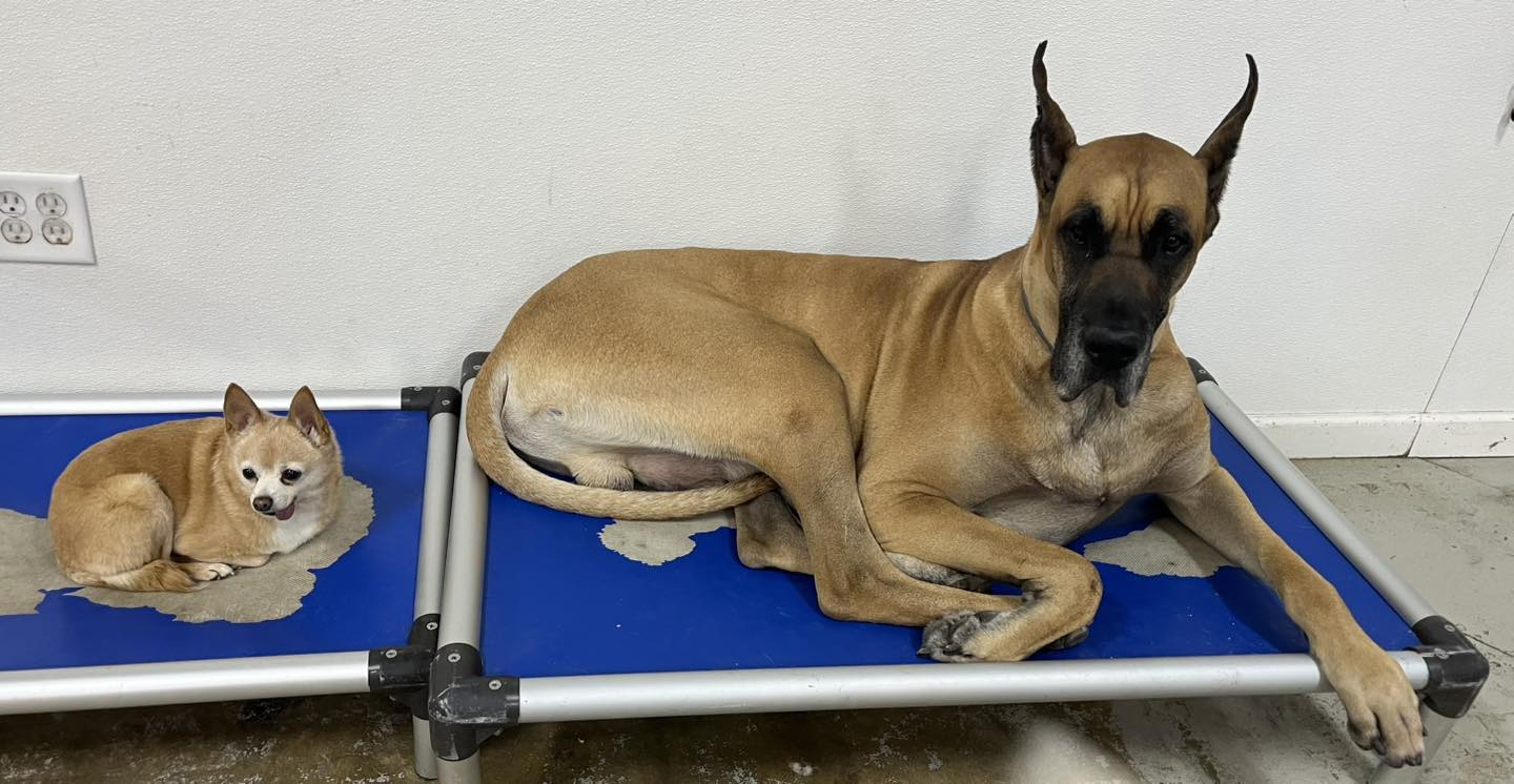 Double J Doggie Play N Stay - Greenville | Greenville IL