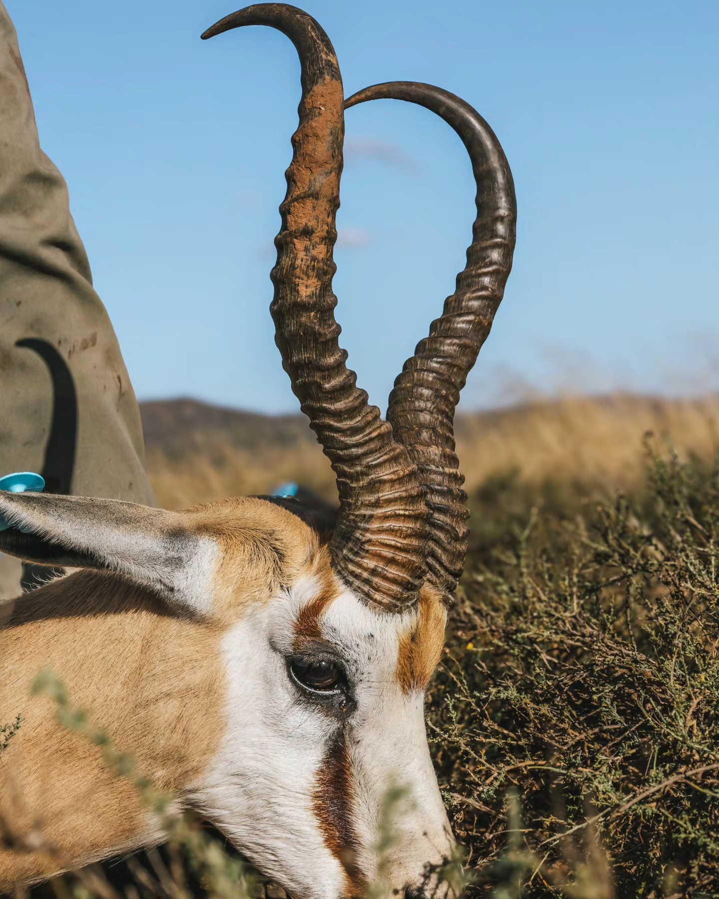 MEGA SPRINGBUCK | De Aar