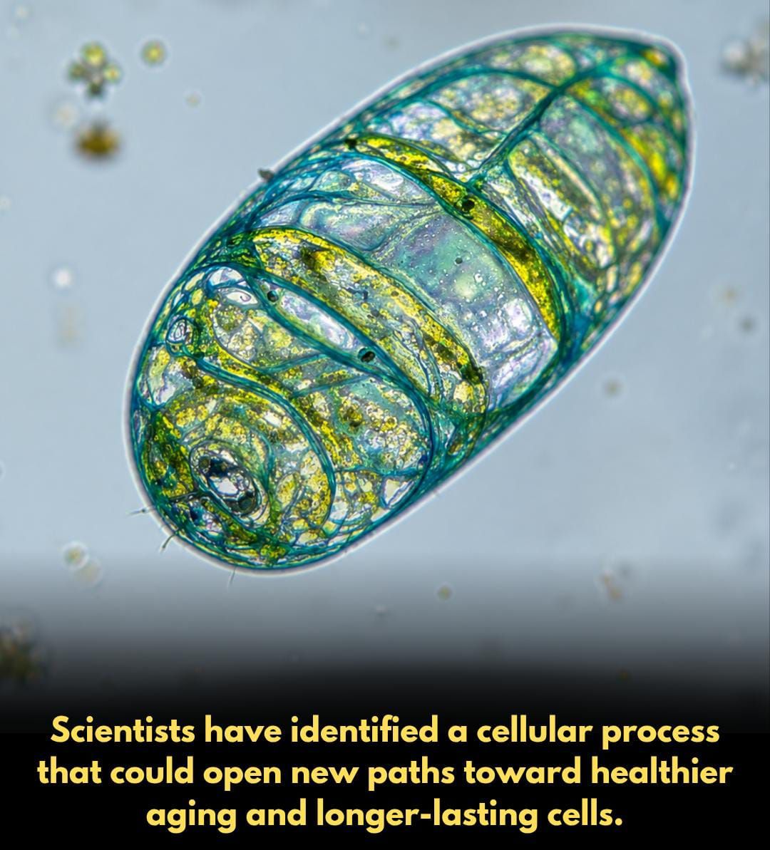 josh mitteldorf glutathione Mitochondria are often described as the powerhouses of cells because they produce much of the energy cells need to function. As organisms age, however, mitochondria gradually lose some of their ability to Lkiae Luxury Korean Beauty Size:5 Gallon ($1237.50) واقي شمس كوري سيروم