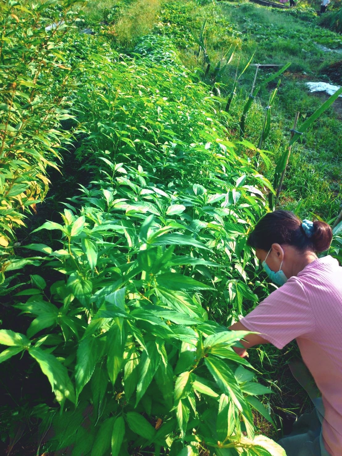城市耕農雞 - 颱風 #軒嵐諾 持續影響下，周末展售全部延期😑😑 只能來點室內加工活 [採、捏、搓、揉]#麻芛...