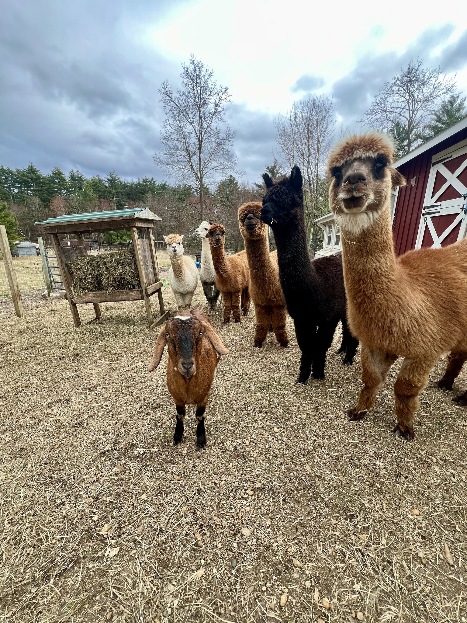 Little River Farm Grand Reopening Day!
