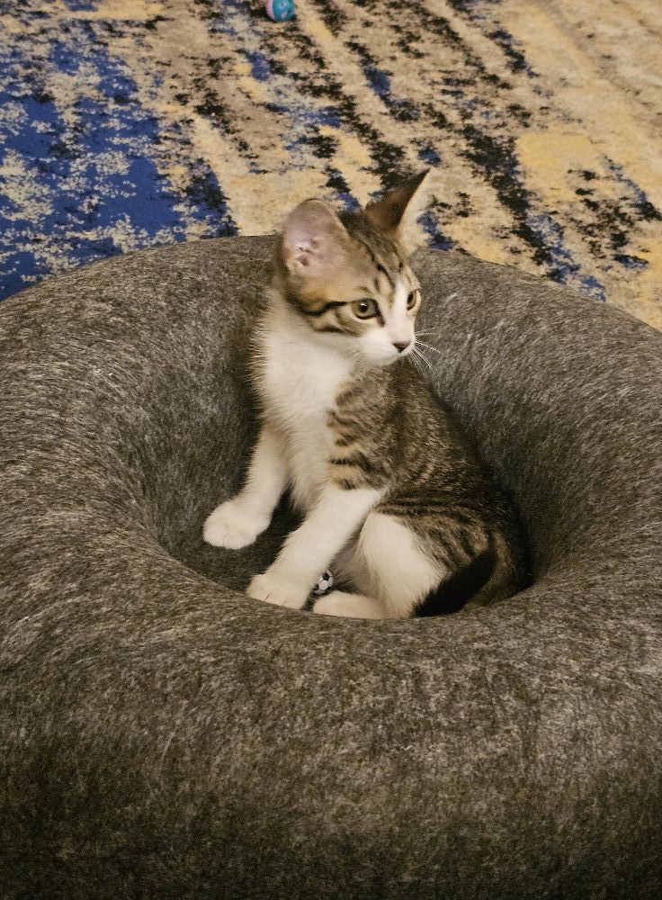 New Kitten / Cat Owners Support Group | Type of kitten pls. | Facebook