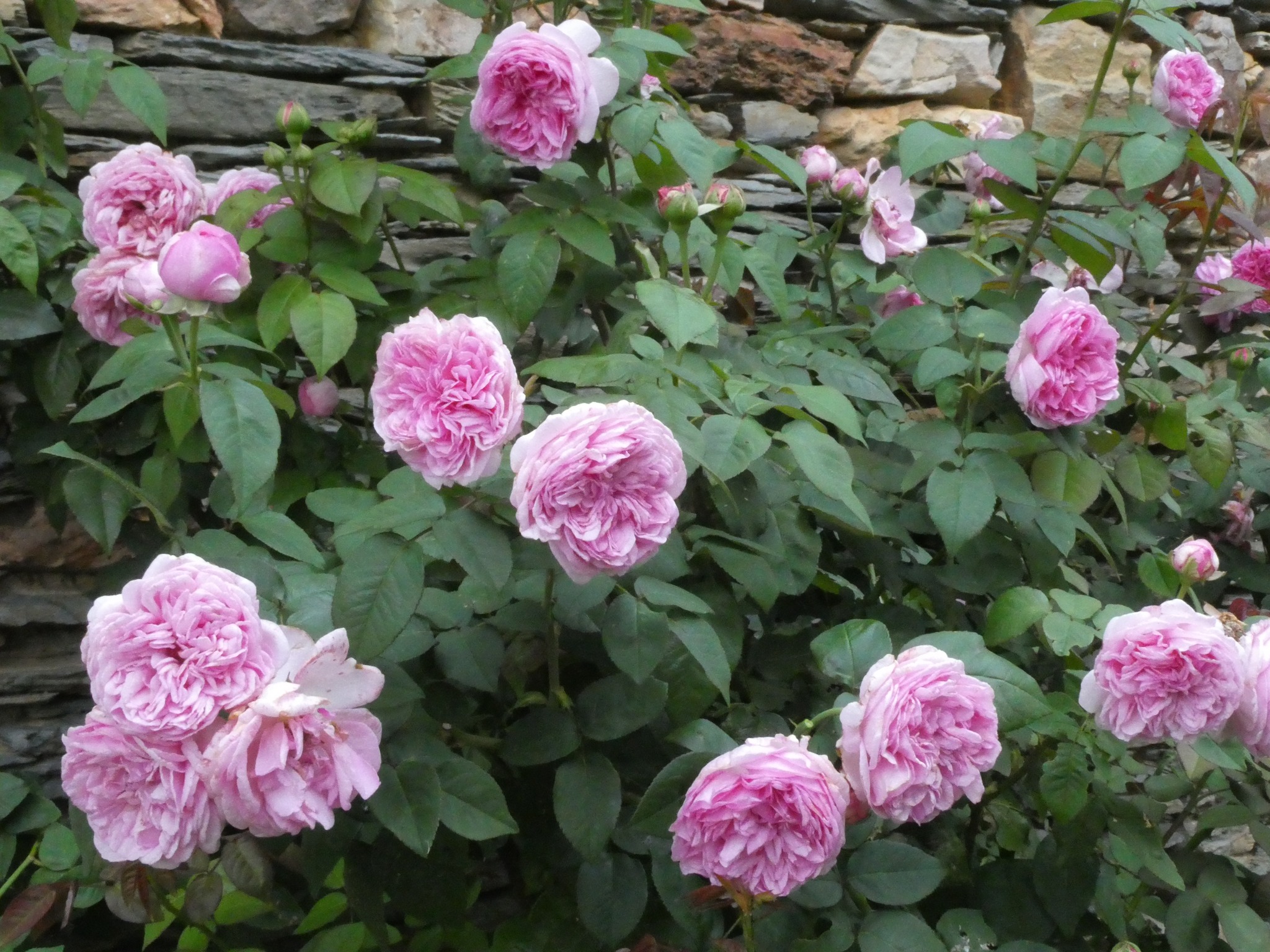 Les Roses Anciennes André... - Les Roses Anciennes André Eve